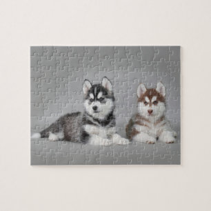 Siberian husky puppies puzzle