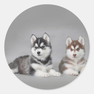 Siberian husky puppies runder aufkleber