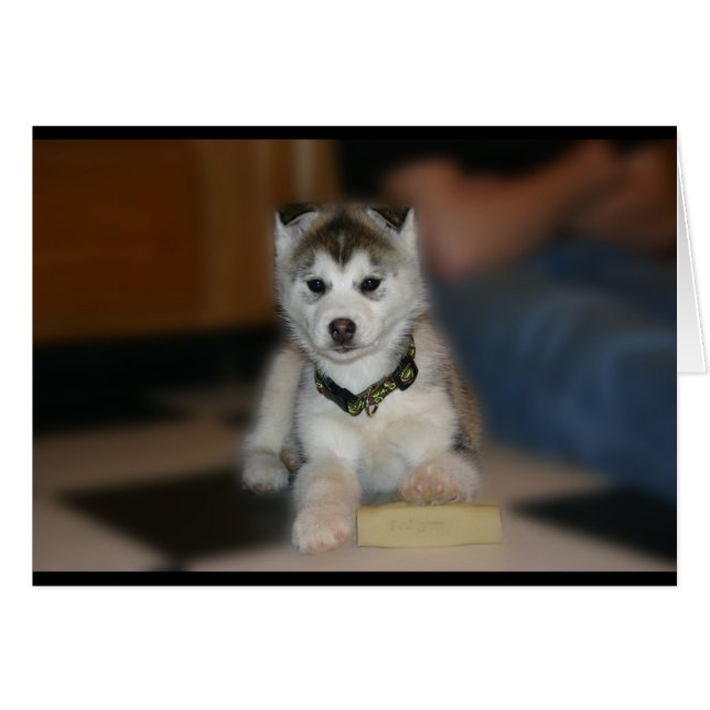 Siberian Husky Puppy (Vorderseite (Horizontal))