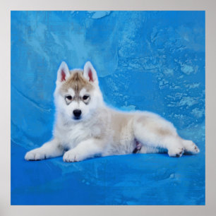 Siberian Husky Puppy Poster