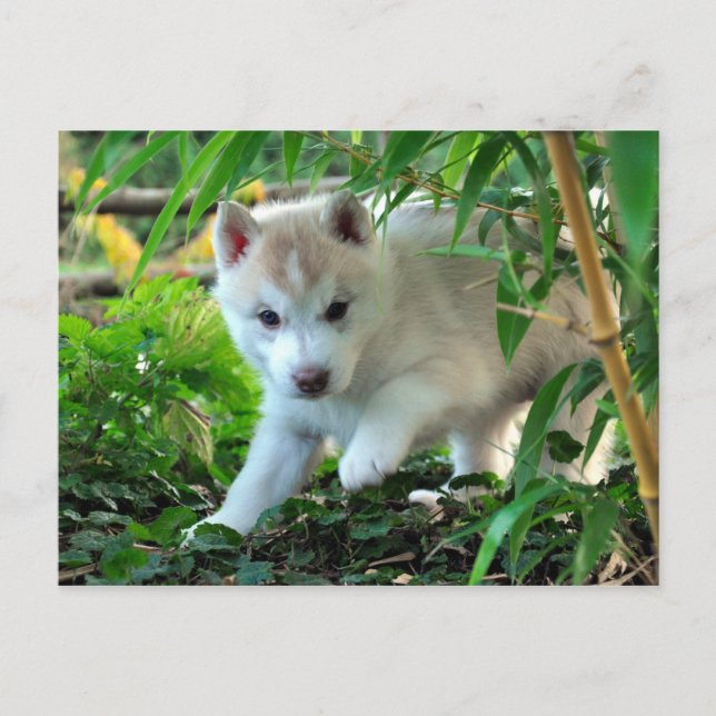 Siberian Husky Puppy Postkarte (Vorderseite)