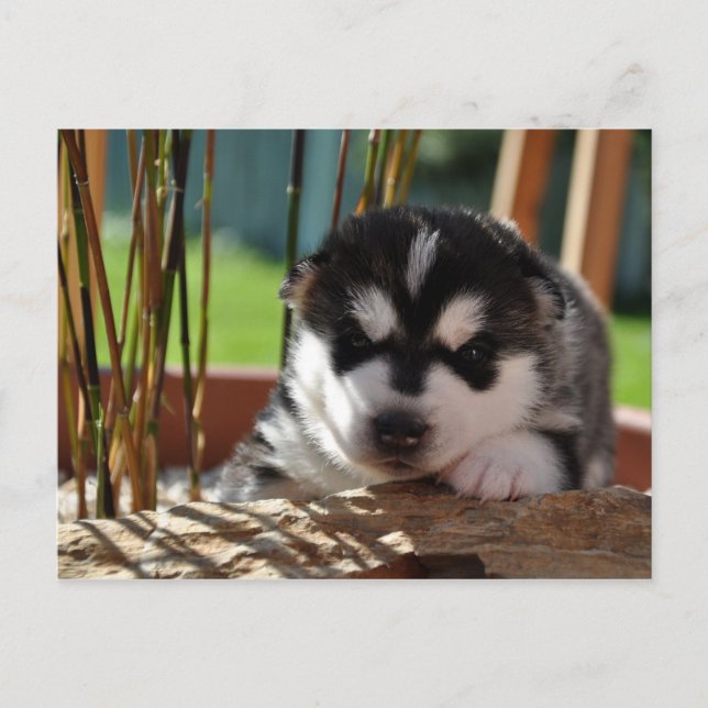 Siberian Husky Puppy with Bamboo Postkarte (Vorderseite)