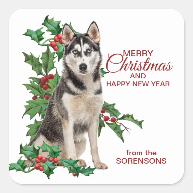 Siberian Husky Red Berry Holly Weihnachten Quadratischer Aufkleber (Vorderseite)