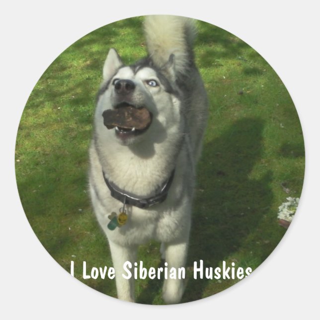 Siberian Husky Stickers (Vorderseite)