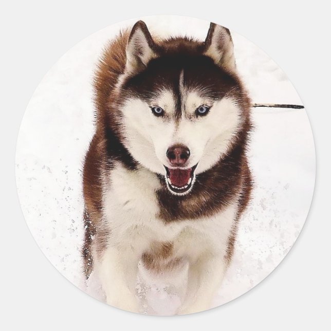 Siberian Husky Stickers (Vorderseite)