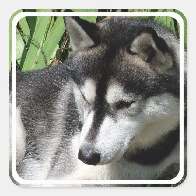 Siberian Husky Stickers (Vorderseite)