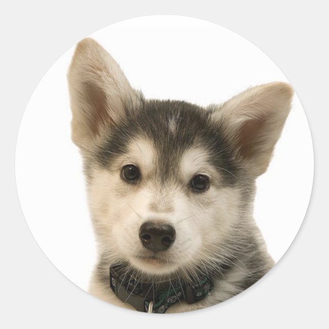 Siberian Husky Stickers (Vorderseite)