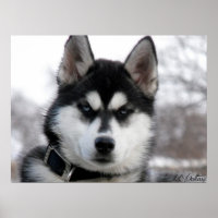 Siberian Husky Welpenposter