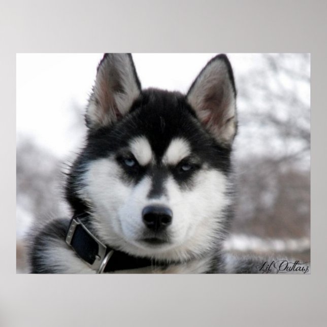 Siberian Husky Welpenposter Poster (Vorne)