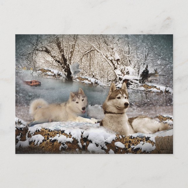Siberian Husky Winter Wonderland Postkarte (Vorderseite)