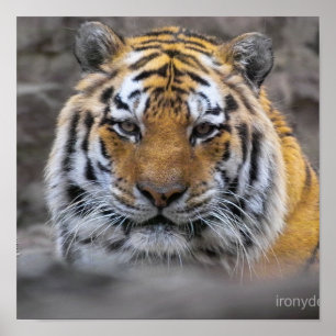 Siberian Tiger Fotograf Poster
