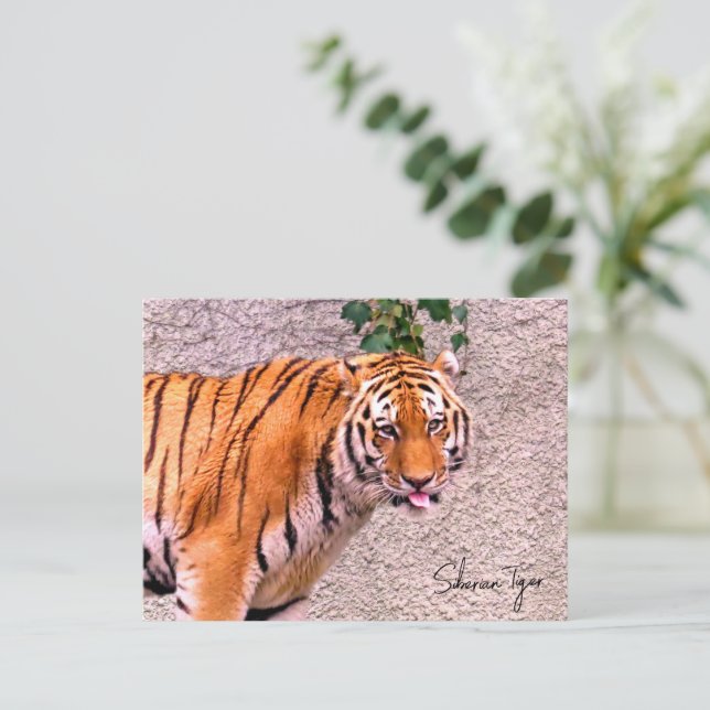 Siberian Tiger Postkarte (Stehend Vorderseite)