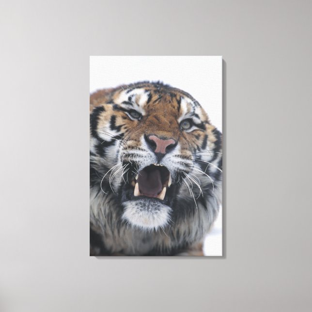 Siberian Tiger Snarling Leinwanddruck (Vorderseite)
