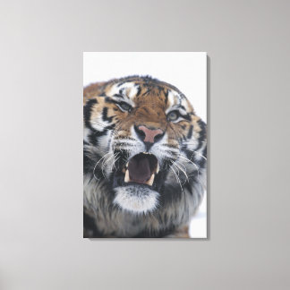 Siberian Tiger Snarling Leinwanddruck