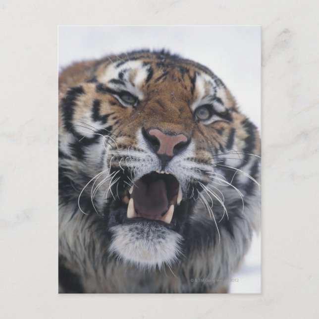 Siberian Tiger Snarling Postkarte (Vorderseite)