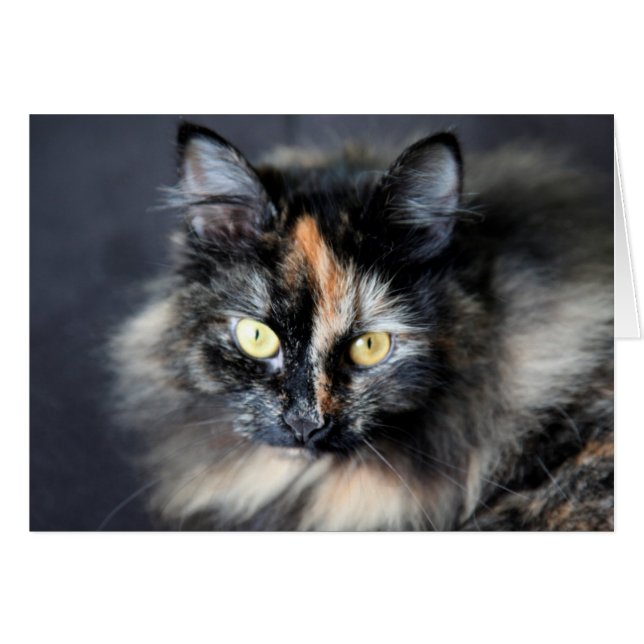 Siberische Katze (Vorderseite (Horizontal))