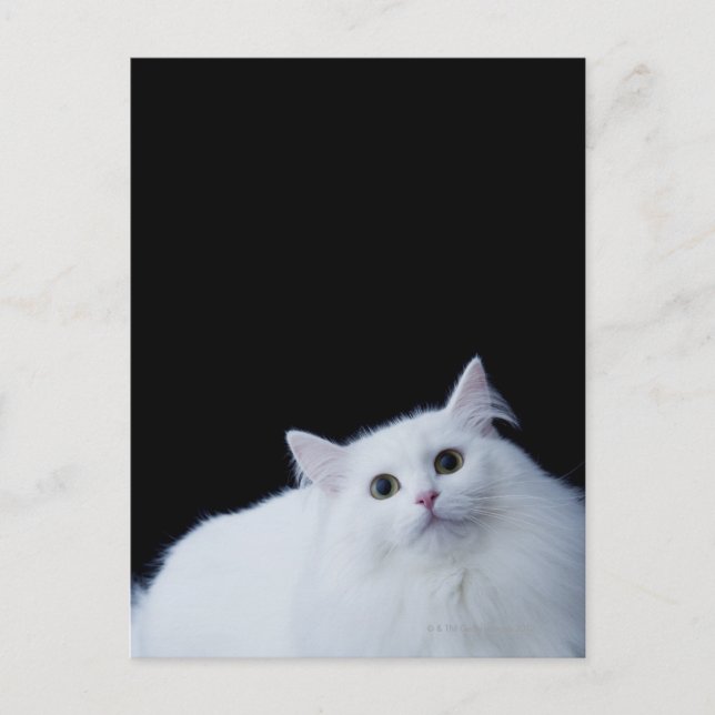 Siberische Katze Postkarte (Vorderseite)