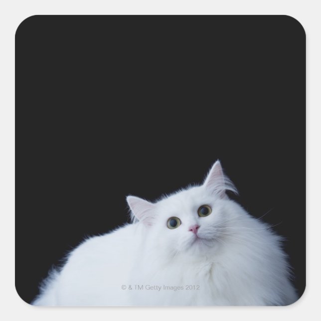 Siberische Katze Quadratischer Aufkleber (Vorderseite)