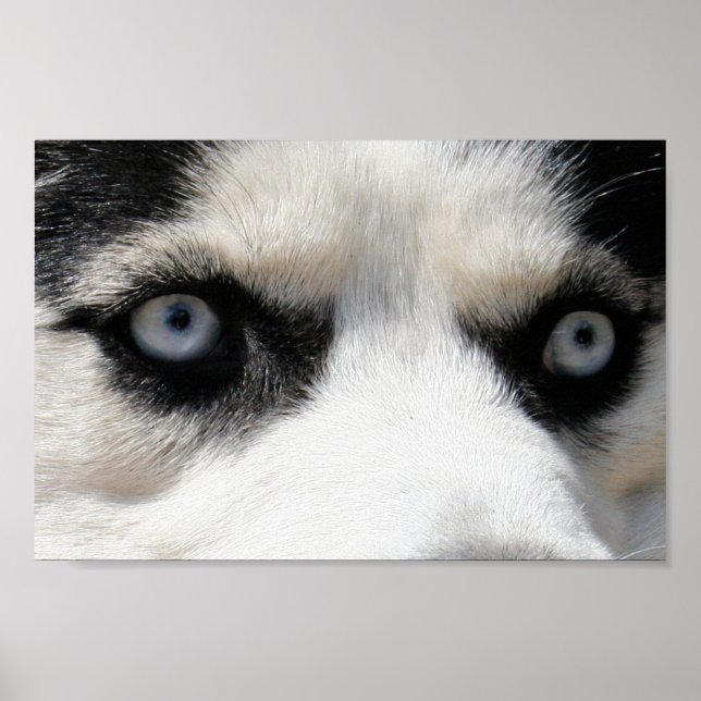Siberischer Husky-Demon 3 Poster (Vorne)