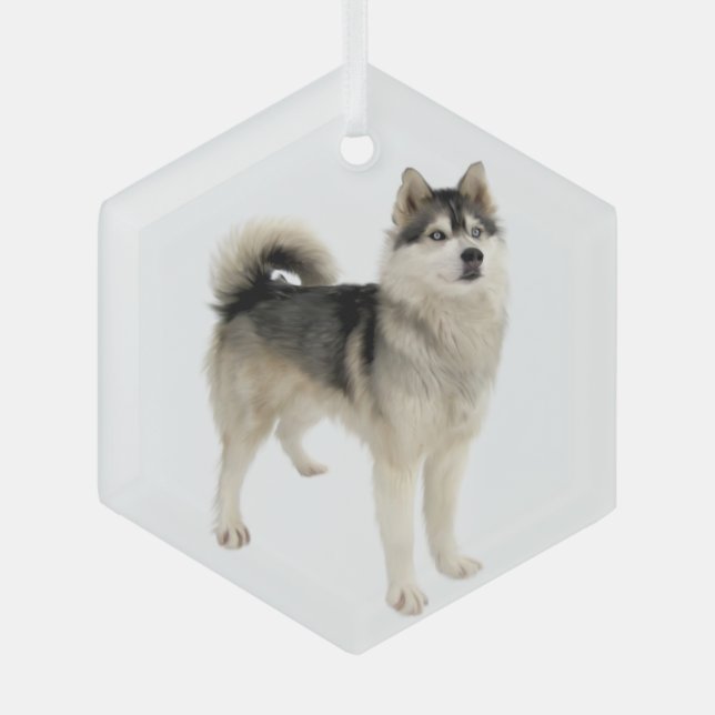 Siberischer Husky Malemute Hund Tier Ornament Aus Glas (Vorderseite)