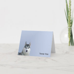 Siberischer Husky über blauer Hintergrund Dankeskarte