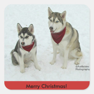 Siberischer Husky Weihnachtsaufkleber Quadratischer Aufkleber