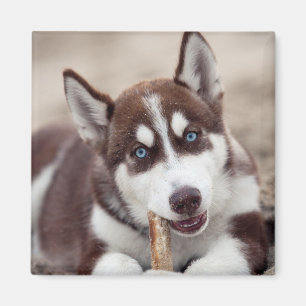 Siberischer Husky-Welpe am Strand Magnet