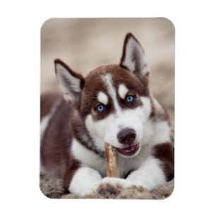 Siberischer Husky-Welpe am Strand Magnet