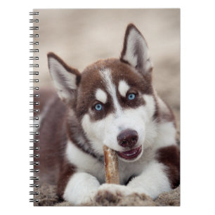 Siberischer Husky-Welpe am Strand Notizblock