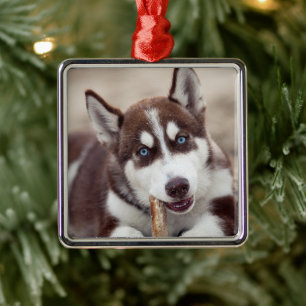 Siberischer Husky-Welpe am Strand Ornament Aus Metall
