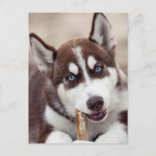 Siberischer Husky-Welpe am Strand Postkarte