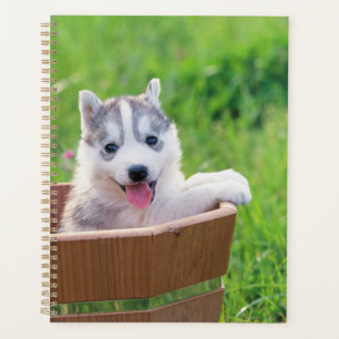 Siberischer Husky-Welpe in einem Topf Planer