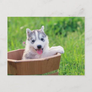 Siberischer Husky-Welpe in einem Topf Postkarte