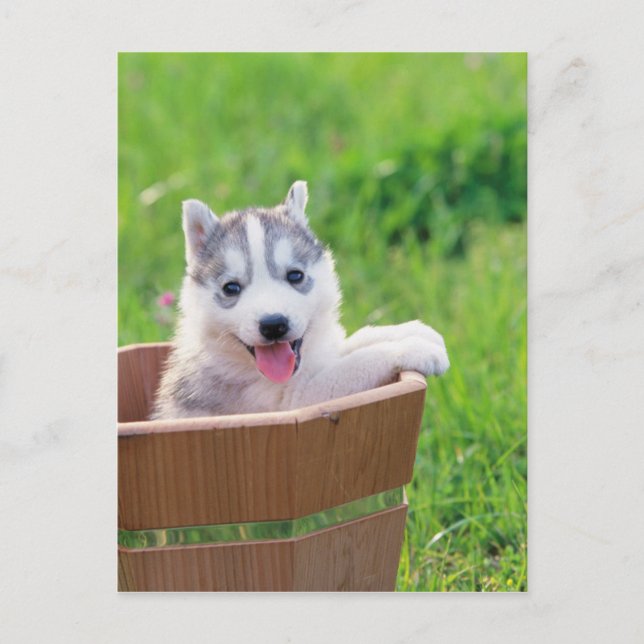 Siberischer Husky-Welpe in einem Topf Postkarte (Vorderseite)