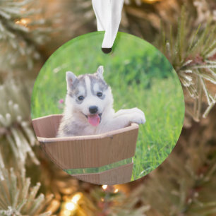 Siberischer Husky-Welpe in einer Hülle Ornament