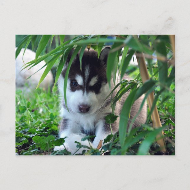 Siberischer Husky-Welpe mit Bamboo Postkarte (Vorderseite)