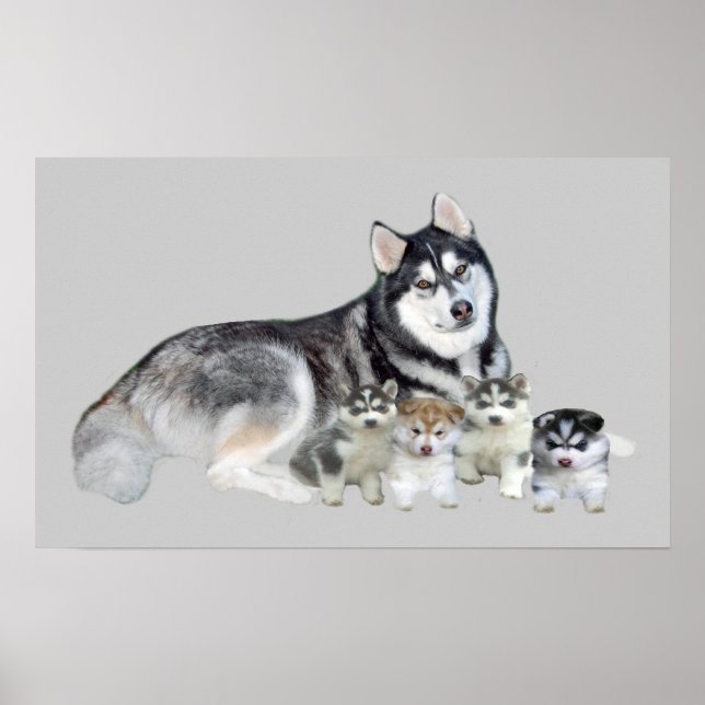 Siberischer Husky & Welpen Print Poster (Vorne)
