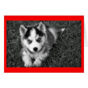 Siberischer Husky Welpenhund Blankokarte