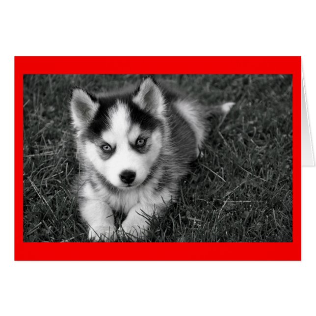 Siberischer Husky Welpenhund Blankokarte (Vorderseite (Horizontal))