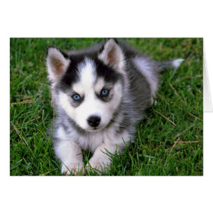 Siberischer Husky Welpenhund Blankokarte