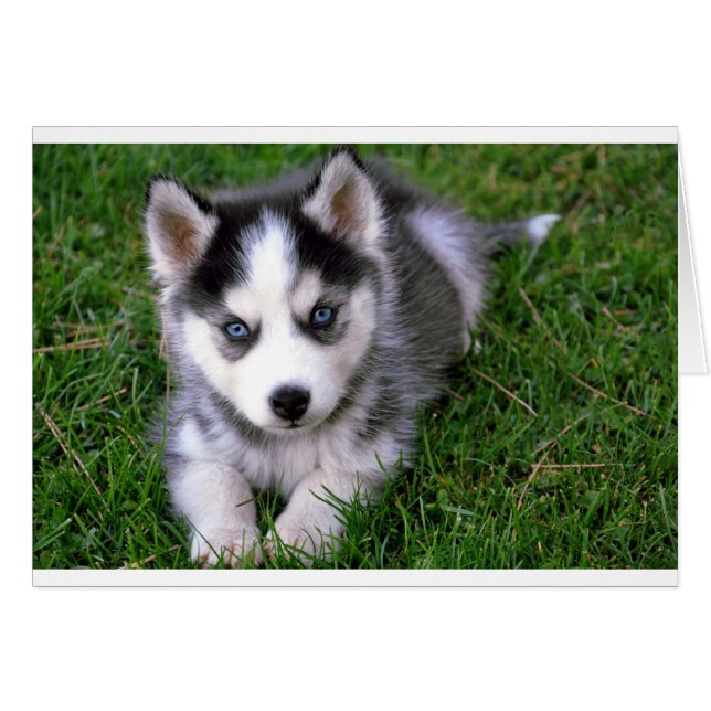 Siberischer Husky Welpenhund Blankokarte (Vorderseite (Horizontal))