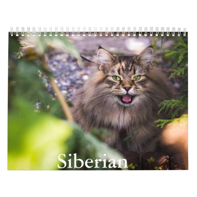 Siberischer Katzenkalender Kalender (Titelbild)
