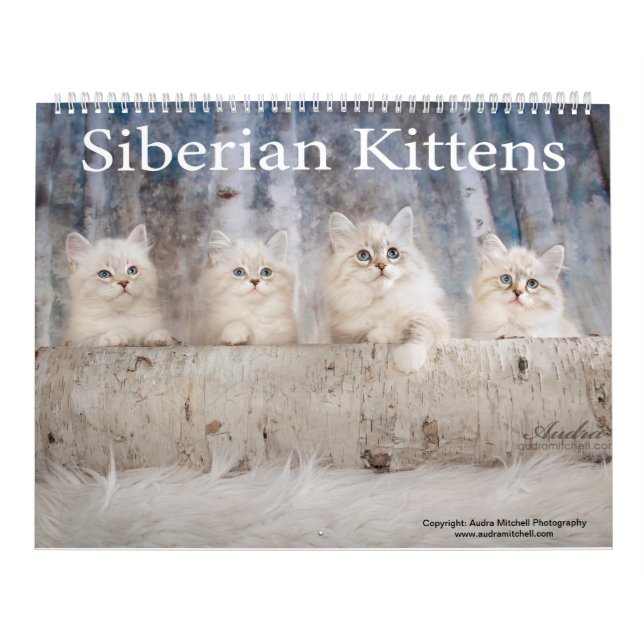 Siberischer Kittens-Kalender Kalender (Titelbild)