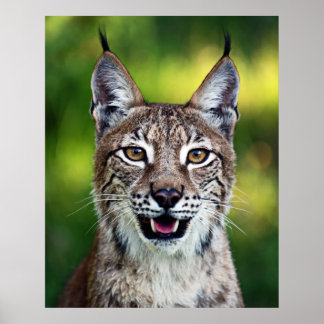Siberischer Luchs - Lächeln Poster