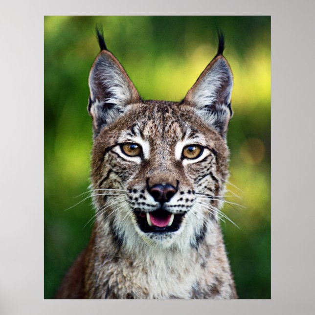 Siberischer Luchs - Lächeln Poster (Vorne)