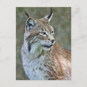 Siberischer Lynx Postcard Postkarte