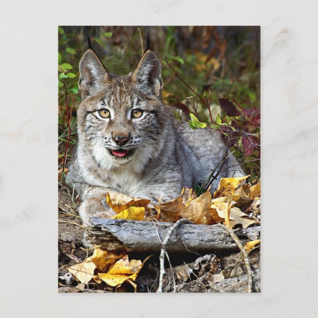 Siberischer Lynx Postkarte (Vorderseite)