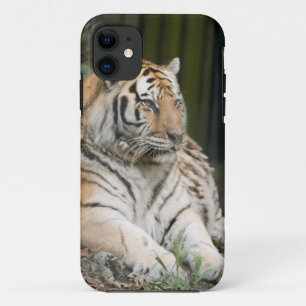 Siberischer Tiger Tigress Case-Mate iPhone Hülle