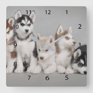 Sibirien-Huskies-Platz-Uhr Quadratische Wanduhr