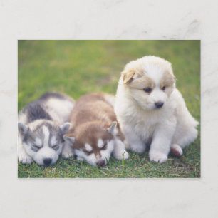 Sibirien Husky; ein arbeitender Hund züchtet Postkarte